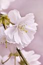 Japanese cherry blossom by Violetta Honkisz thumbnail