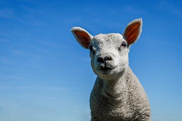 Cute lamb against the blue sky by KiekLau! Fotografie