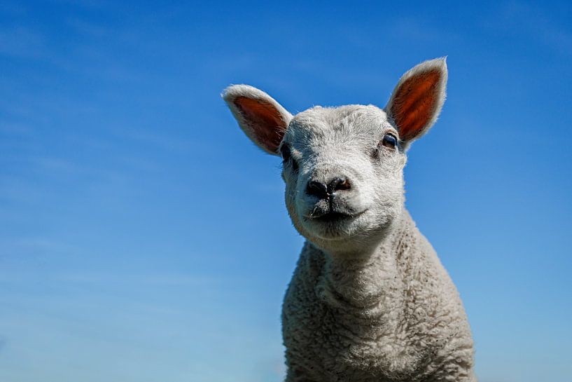 Mignon agneau sur fond de ciel bleu par Laura Wubben