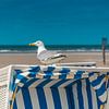 De meeuw op de strandstoel van Christian Schmidt