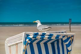 The seagull on the beach chair by Christian Schmidt
