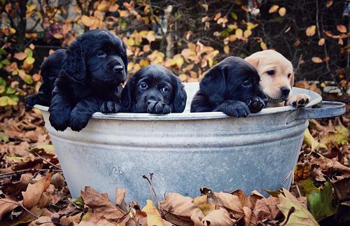 Puppies in ton