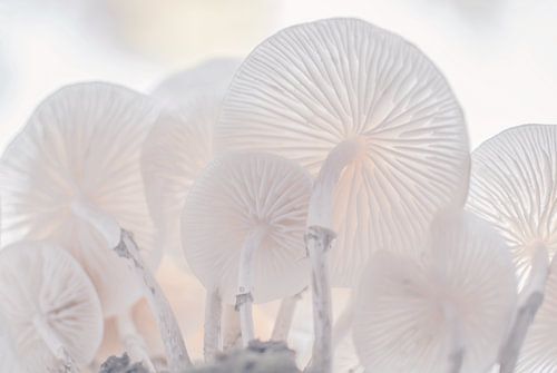 Herfst, de hoedjes van de Porseleinzwam