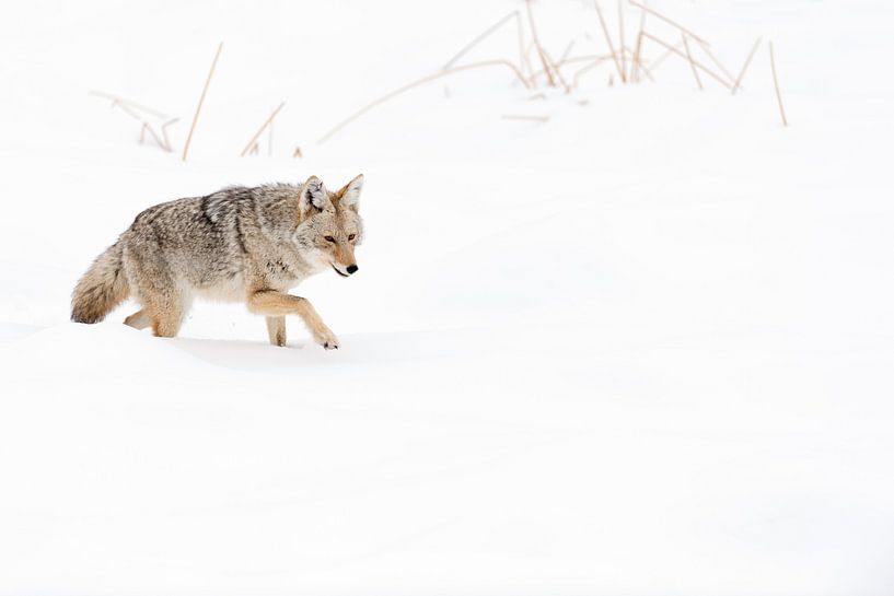 Kojote ( Canis latrans ) im Winter, kämpft sich durch den Tiefschnee van wunderbare Erde