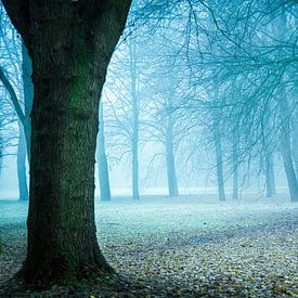 Brouillard dans le parc sur Hans van der Grient