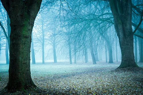 Fog in the Park by Hans van der Grient