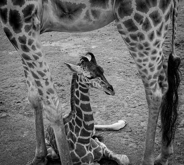 Jonge giraffe die tussen de poten van zijn moeder ligt van Eline Doornbos