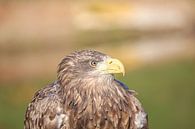 European white-tailed eagle by Marcel Hillebrand thumbnail