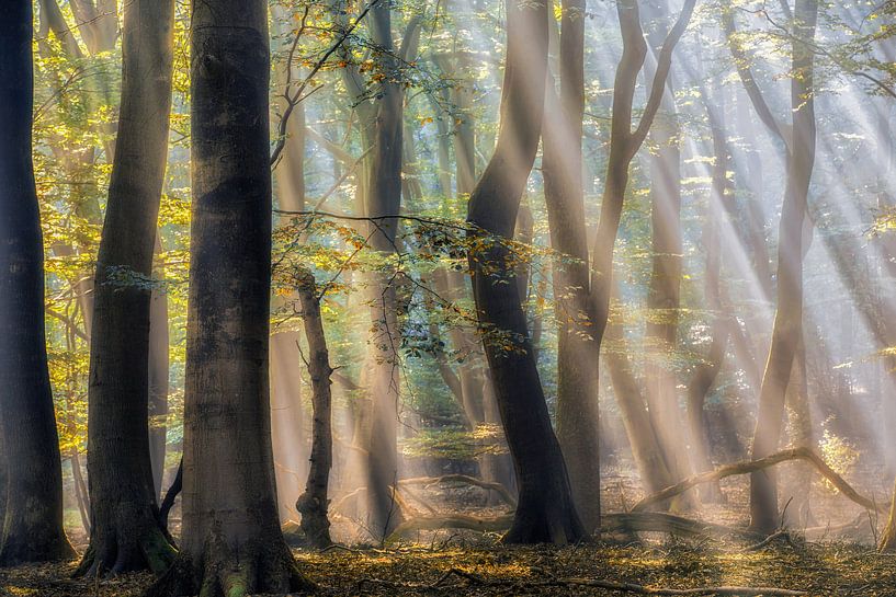 Der verzauberte Wald von Lars van de Goor