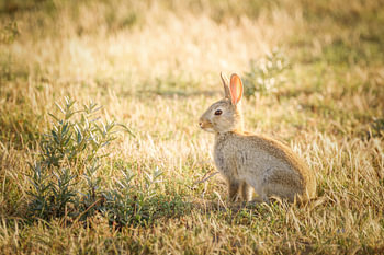 Kaninchen im Abendlicht