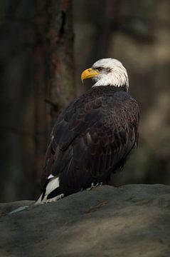 Bald Eagle ( Haliaeetus leucocephalus ) at the edge of a dark forest