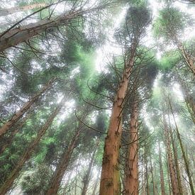 La forêt des nuages sur Loulou Beavers