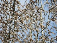 Des chatons de Greybeel dans le vent