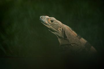 iguane noir sur Elles Rijsdijk