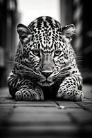 Jaguar on the road