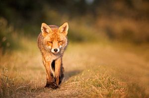 Fox  von Dick van Duijn