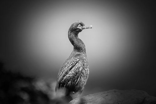 Kuifaalscholver zittend op rots met gestileerde achtergrond