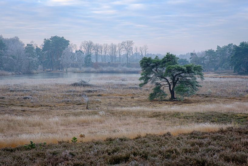 Frozen Pine by Johan Vanbockryck