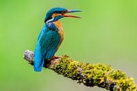 Eisvogel auf seinem Ansitz