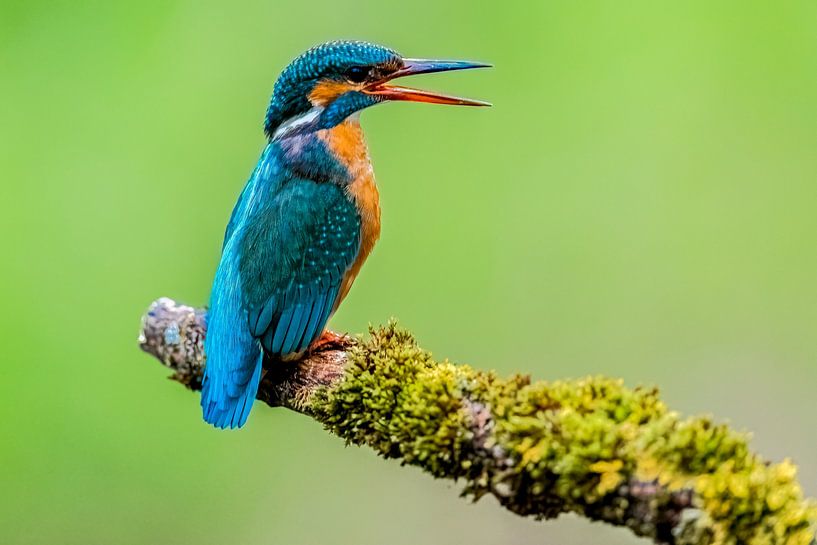 Eisvogel auf seinem Ansitz von Markus Weber