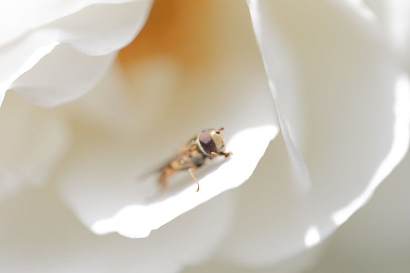 Hoverfly ready for take off. by Erwin van Eekhout