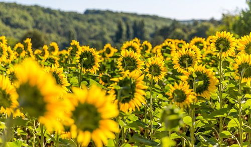 een veld zonnebloemen