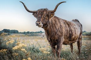 Schottischer Highlander