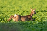 Ree on the run