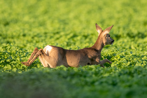Ree on the run