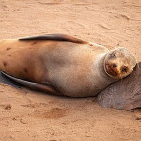 Cape fur seal with stone as pillow by Chris Stenger