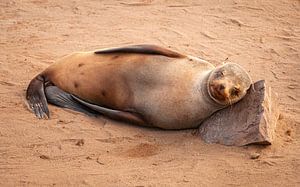 Otarie à fourrure d'Afrique du Sud avec une pierre en guise d'oreiller