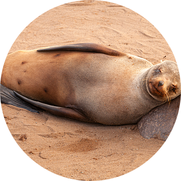 Kaapse Pelsrob met steen als hoofdkussen