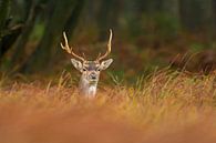 Damhert in het gras van Richard Guijt Photography thumbnail