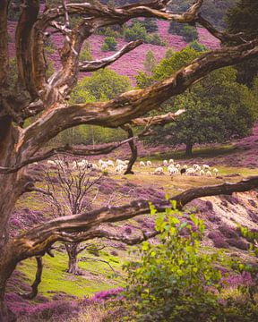 The Rheden sheep flock among the flowering heather on the Posbank
