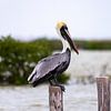 Pelikan auf einer Stange im Wasser von Laura Vijverberg