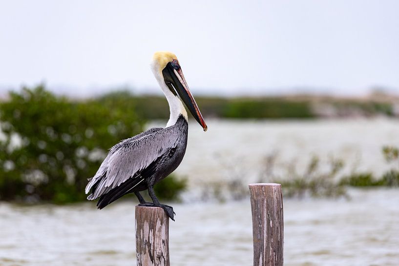 Pélican sur un mât dans l'eau par Laura Vijverberg