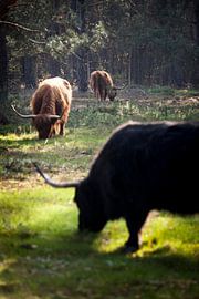 Scottish Highlanders in the woods by Rene  den Engelsman