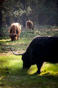 Scottish Highlanders in the woods