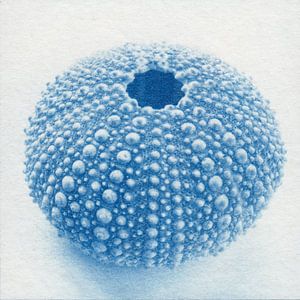 Seeigel von der Seite