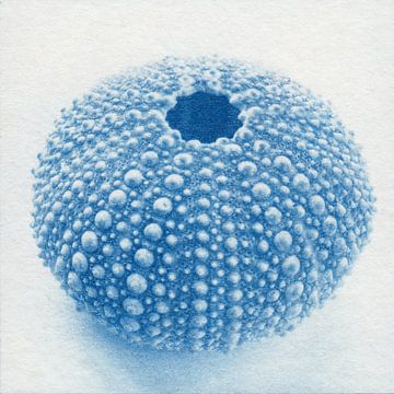 Seeigel von der Seite von Natasja Vugts