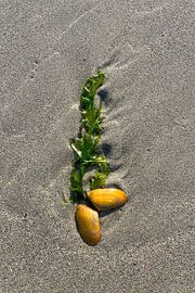 Ein Gruß aus der Tiefe