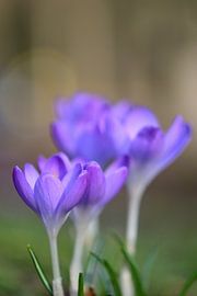Crocuses in a row
