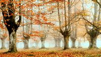 Forêt d'automne par Lars van de Goor Aperçu