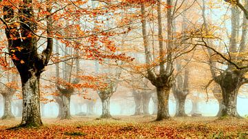 Forêt d'automne sur Lars van de Goor