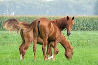 Herfstpaarden