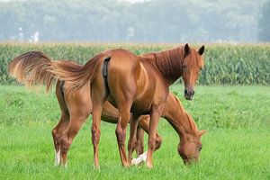 Herfstpaarden sur Brigitte Alphenaar