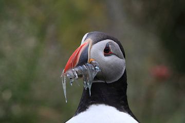 Puffins with sandeels Iceland by Frank Fichtmüller