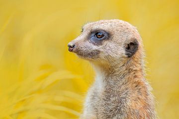 Meerkat on the lookout by Stephan Jansson