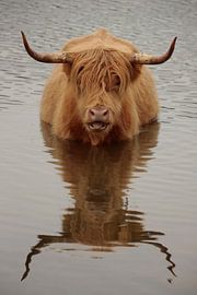 Schotse Hooglander van Frank Smedts