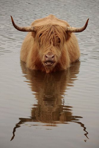 Schottischer Highlander